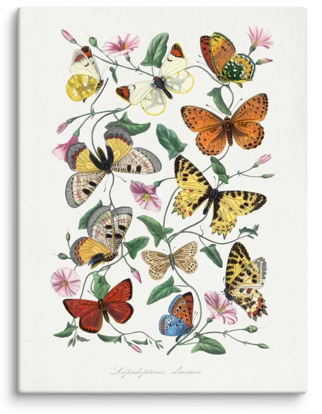Paul Gervais Lépidoptères Diurnes 1842 Canvas Print featuring vintage butterflies, moths, and wildflowers on an ivory background