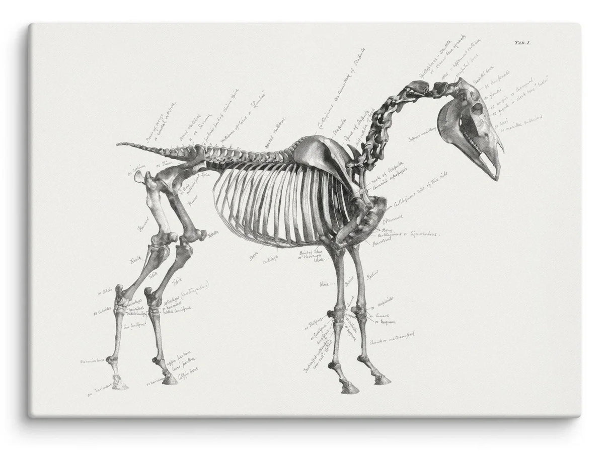 George Stubbs Anatomy of a Horse 1853 Canvas Print featuring a detailed vintage quadruped skeletal study with handwritten anatomical notations on ivory background