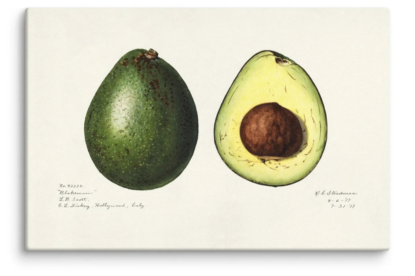 Amanda Newton Blakeman 1917 Canvas Print featuring a vintage botanical illustration of the Blakeman avocado variety with handwritten specimen notes