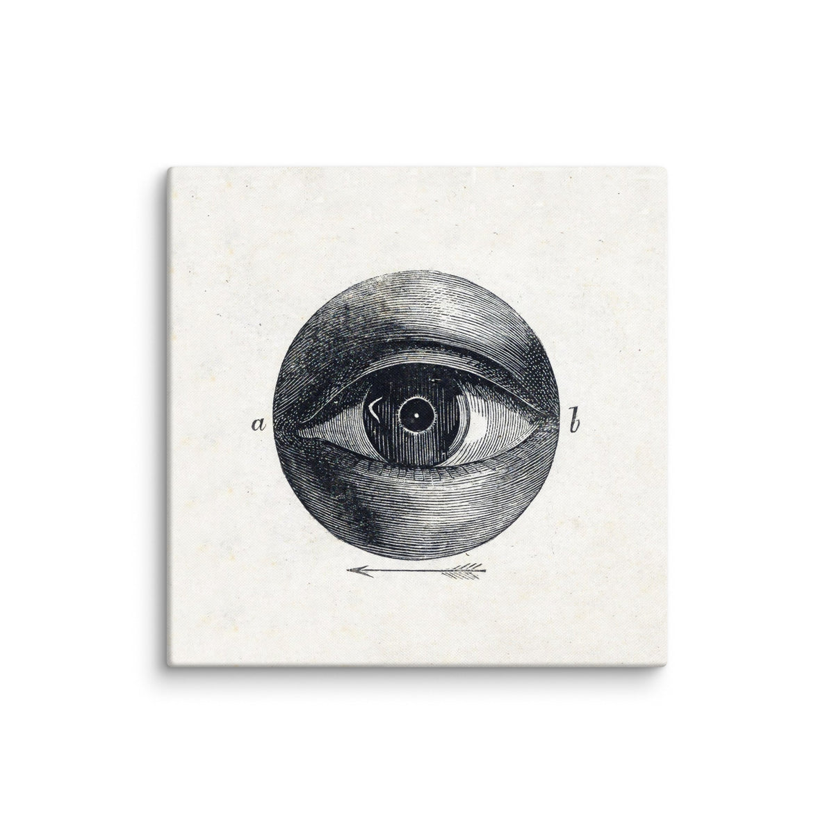 Isaac Weissenbruch Human Eye with a Deviation Canvas Print — a detailed 19th-century medical illustration of a human eye on a 24x24 canvas