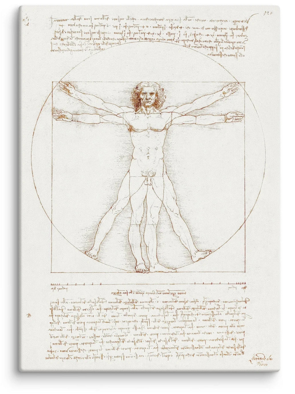 Leonardo da Vinci The Vitruvian Man Canvas Print (20" X 28")