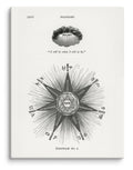 Hiram Erastus Butler - Solar Biology Diagram No. 1 Canvas Print (18" X 24")