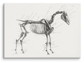 George Stubbs Anatomy of a Horse 1853 Canvas Print (28" X 20")