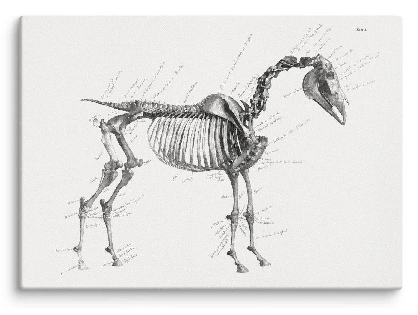 George Stubbs Anatomy of a Horse 1853 Canvas Print (28" X 20")