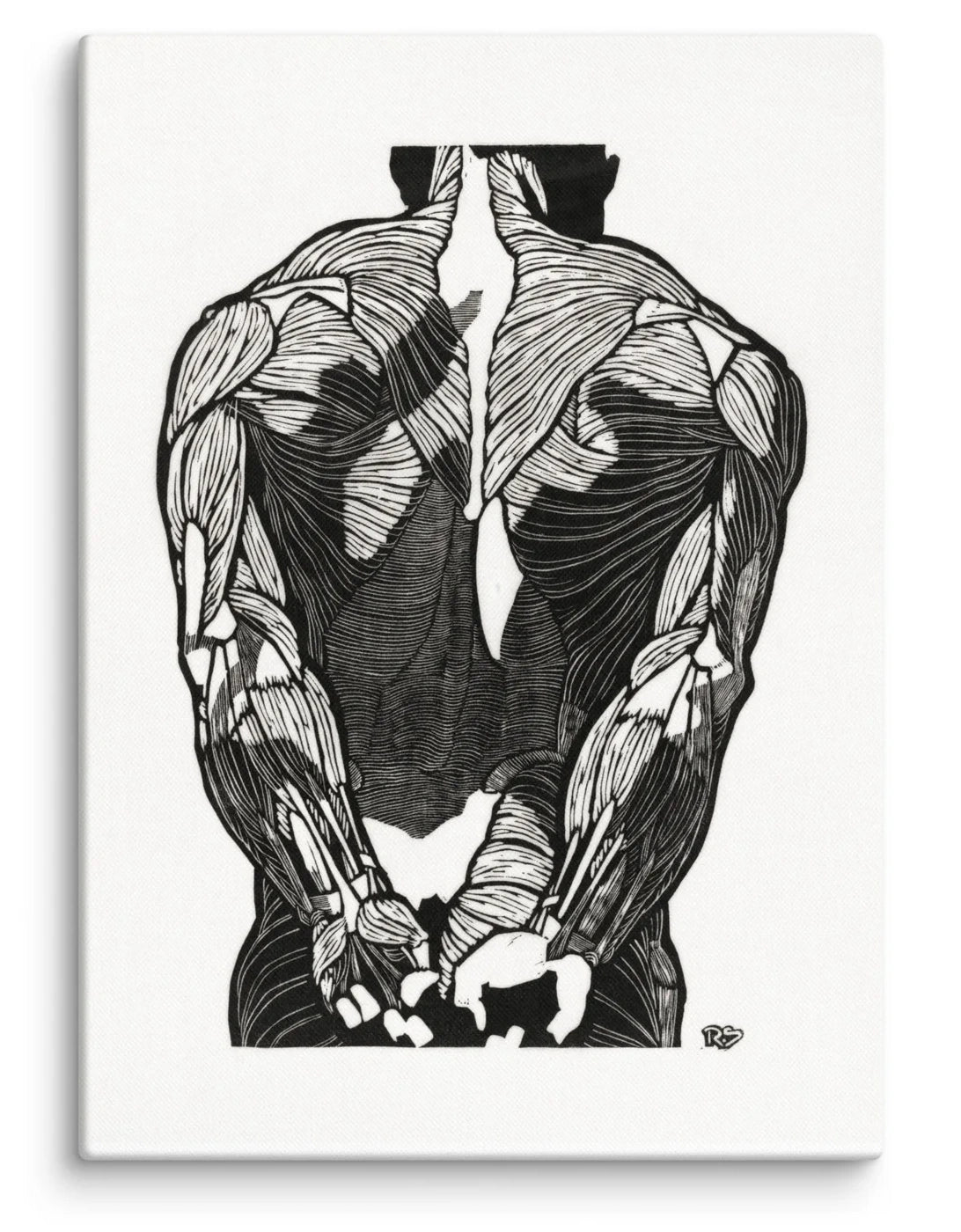 Reijer Stolk - Anatomical Study of the Back Muscles of a Man 1906 Canvas Print (20" X 28")